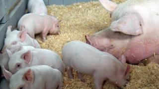 Россельхознадзор проверяет свиноводческие хозяйства в рамках предотвращения распространения АЧС