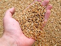 Доля ставропольской пшеницы в российском экспорте составляет 20%