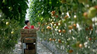 Производство тепличных овощей на Ставрополье увеличилось в 4 раза за пять лет