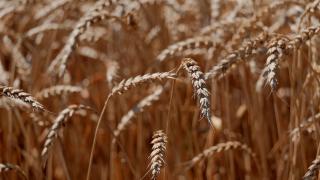 На Ставрополье заколосились озимые пшеница и ячмень