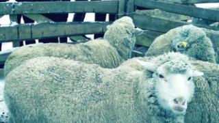 Австралийцы оценят новую породу овец, выведенную на Ставрополье