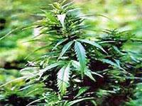 52 кг марихуаны заготовили на своей плантации жители станицы Суворовской