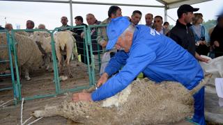 Новая элитная порода овец – джалгинский меринос выведена на Ставрополье