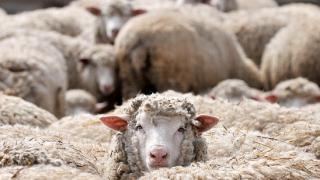 О развитии овцеводства говорили в Элисте
