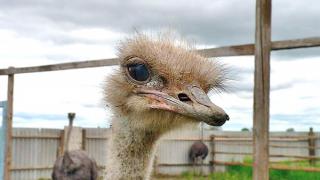В Левокумском районе фермер завел африканских страусов