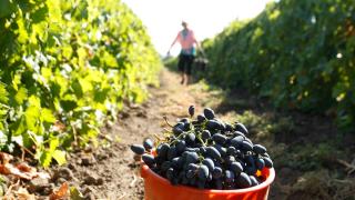 На Ставрополье фермеры собрали 42 тысячи тонн винограда