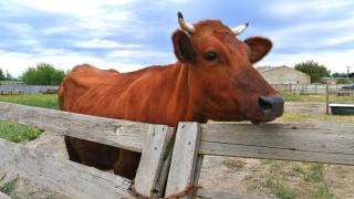 В Ипатовском округе реализуется проект по мясному животноводству