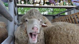 50-я выставка племенных овец и коз Ставрополья состоялась в Михайловске