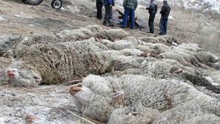 Волки загрызли отару овец возле поселка Тоннельного на Ставрополье