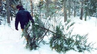 Полиция ищет черных лесорубов, уничтоживших 80 крымских сосен на Ставрополье