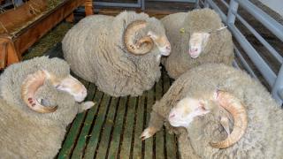 26 медалей привезли ставропольцы с Всероссийской выставки овец и коз