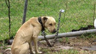 Сотрудники службы спасения Ставрополя вызволили из плена собаку