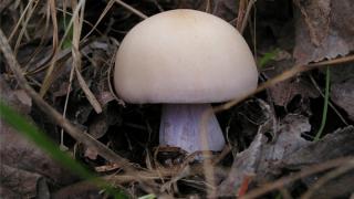 Роспотребнадзор: грибы – продукт потенциально опасный