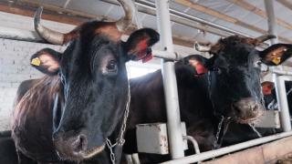 В Степновском округе Ставрополья активно развивают молочное животноводство