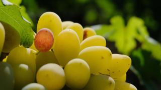 В следующем году поддержку виноградарства на Ставрополье удвоят