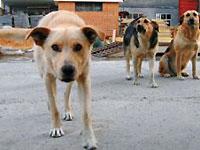 Бродячие собаки в Ставрополе – виновники происшествий или жертвы?