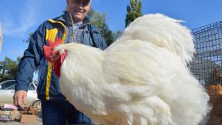 Осенняя выставка голубей, декоративных птиц и животных прошла в Дивном