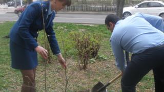 Сотрудники прокуратуры в Ставрополе высадили саженцы кленов и лип