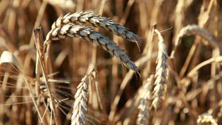 На востоке Ставрополья началось колошение озимых пшеницы и ячменя