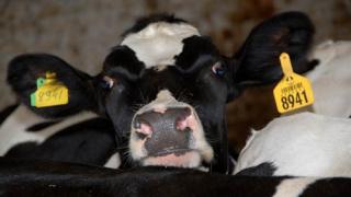 Крупная партия канадских молочных коров прибудет на Ставрополье