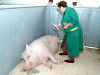Африканская чума на Ставрополье: как получить компенсации при ликвидации свиней