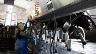Молочное животноводство сможет получить господдержку в Ставропольском крае