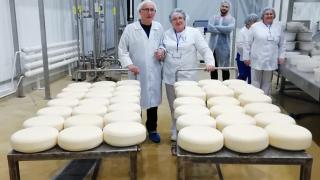 На Ставрополье освоили производство твердого сыра по голландской технологии