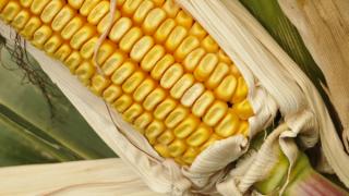 В Предгорном районе обсудили методы возделывания новых сортов кукурузы