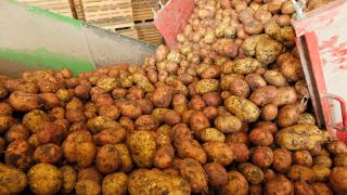 Уборка картофеля началась в Ставропольском крае