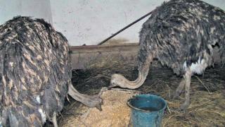 Африканские страусы появились в мини-зоопарке села Ивановского