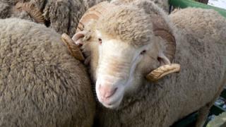 Хозяйства Ставрополья примут участие в выставке племенных овец