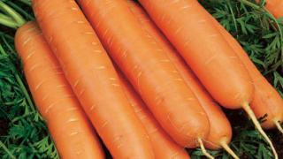 Морковь – королева овощей