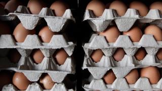 Производство яиц в Благодарненском округе увеличилось втрое