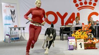 200 четвероногих участников собрала выставка собак в Ставрополе