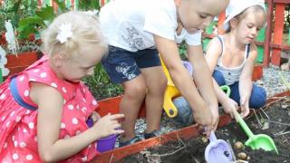 В детском саду Невинномысска юные огородники сами выращивают овощи и зелень