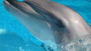 Дельфины могут видеть друг друга с закрытыми глазами