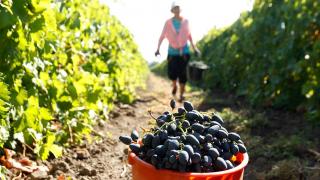 «Ставрополка» признана победителем регионального конкурса по виноградарству