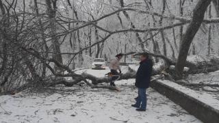 Терренкуры в Пятигорске закрыли из-за падения обледеневших деревьев