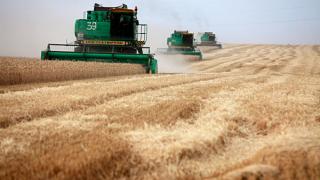 Более 97 процентов зернового урожая убрано на Ставрополье
