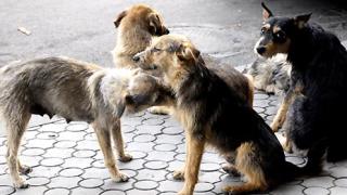 На Ставрополье около 30 тысяч животных ежегодно хозяева выгоняют на улицу