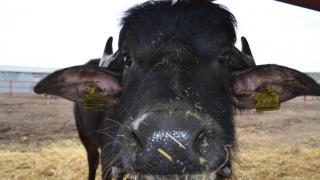 В Александровском округе Старополья строят буйволиную ферму