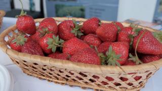 На Ставрополье реализован первый этап ягодного кластера по выращиванию клубники
