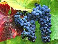 Виноградный войлочный клещ-зудень – опасный вредитель