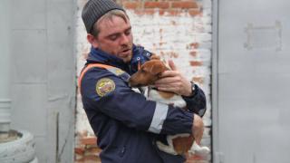 Спасатели помогают животным выбраться из западни