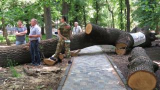 Старинный дуб нашел пристанище в Ставропольском музее-заповеднике