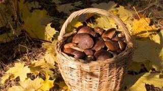 За девять месяцев 20 жителей Ставрополья отравились ядовитыми грибами
