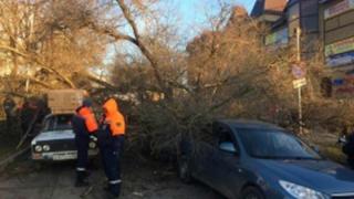 Упавшее дерево в Пятигорске повредило пять автомобилей