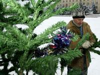 В Ставрополе полицейские выявили факты незаконной торговли елками