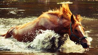 На Ставрополье пожарные вытащили лошадь, застрявшую в реке Калаус
