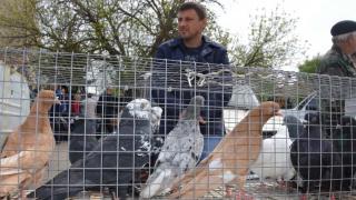 Гигантских кроликов и ценных чёрных куриц привезли заводчики в Дивное